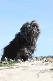 PETIT CHIEN LION 035